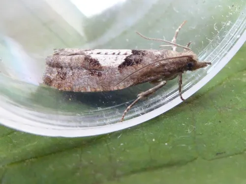 Epinotia brunnichana - photo 6