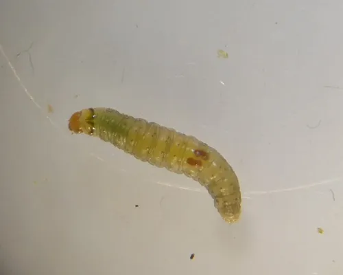 Epinotia brunnichana - photo 7