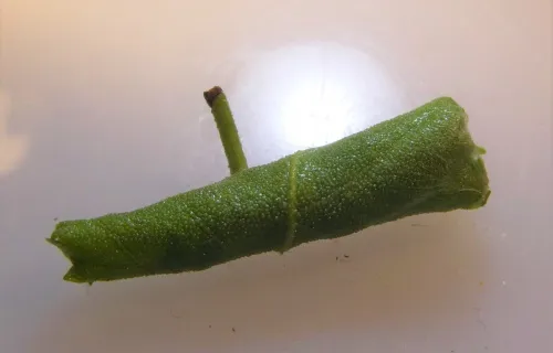 Epinotia brunnichana - photo 8