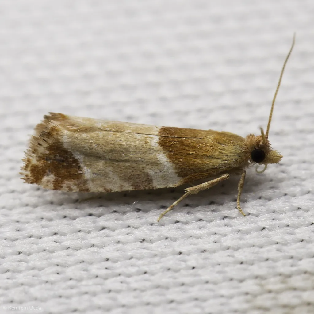 Epinotia castaneana - Hodges#3288 - photo 2