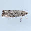 Epinotia celtisana - Hodges#3291 - Epinotia celtisana