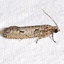 Epinotia celtisana - Hodges#3291 - photo 2