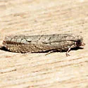 Epinotia celtisana - Hodges#3291 - photo 4