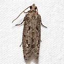 Epinotia celtisana - Hodges#3291 - photo 5