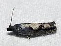 Epinotia cercocarpana - Hodges#3325 - photo 2