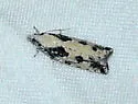 Epinotia cinereana - Hodges#3307 - photo 2