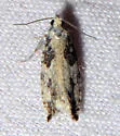 Epinotia cinereana - Hodges#3307 - photo 3