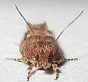 Epinotia columbia - Hodges#3324 - photo 2