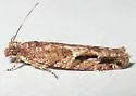 Epinotia columbia - Hodges#3324 - photo 3