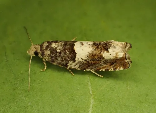 Epinotia demarniana
