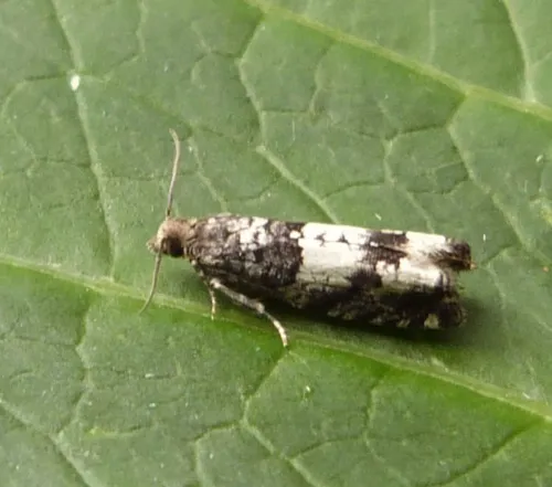 Epinotia demarniana - photo 2