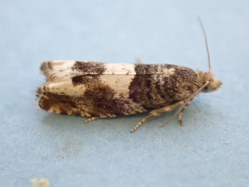 Epinotia demarniana - photo 3