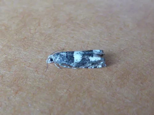 Epinotia demarniana - photo 4