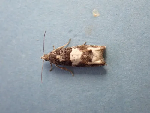 Epinotia demarniana - photo 5
