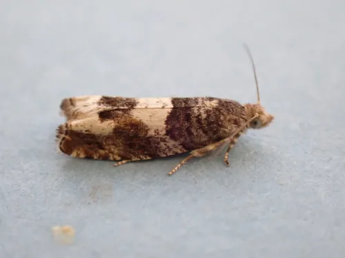 Epinotia demarniana - photo 6