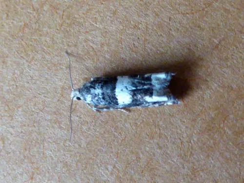 Epinotia demarniana - photo 7