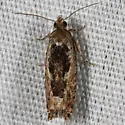 Epinotia emarginana - Hodges#3323