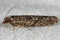 Epinotia emarginana - Hodges#3323 - photo 3