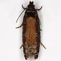 Epinotia emarginana - Hodges#3323 - photo 4
