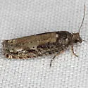 Epinotia emarginana - Hodges#3323 - photo 5