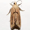 Epinotia ephemerana - Hodges#3289.1