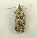 Epinotia hopkinsana - Hodges#3297