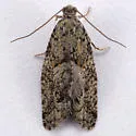 Epinotia hopkinsana - Hodges#3297 - photo 2