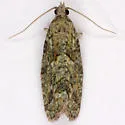 Epinotia hopkinsana - Hodges#3297 - photo 3