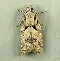 Epinotia hopkinsana - Hodges#3297 - photo 4