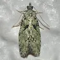 Epinotia hopkinsana - Hodges#3297 - photo 5
