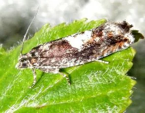 Epinotia immundana