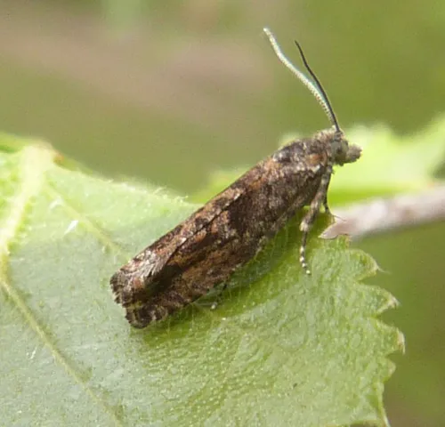 Epinotia immundana - photo 2