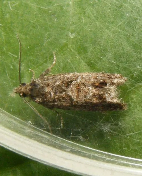 Epinotia immundana - photo 3