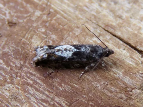 Epinotia immundana - photo 4