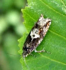 Epinotia immundana - photo 5