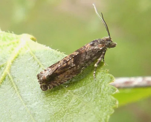 Epinotia immundana - photo 6