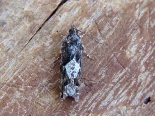 Epinotia immundana - photo 7