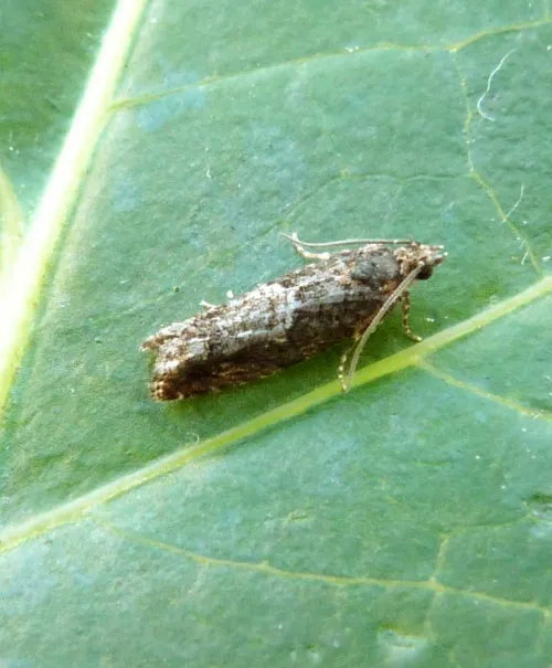 Epinotia immundana - photo 8