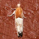 Epinotia johnsonana - Hodges#3289 - photo 2
