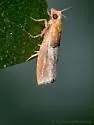 Epinotia johnsonana - Hodges#3289 - photo 4
