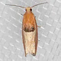 Epinotia johnsonana - Hodges#3289 - photo 5