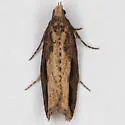Epinotia kasloana - Hodges#3350 - photo 2