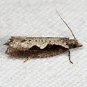 Diamondback Epinotia - Hodges#3351 - photo 2