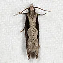 Diamondback Epinotia - Hodges#3351 - photo 3