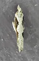 Diamondback Epinotia - Hodges#3351 - photo 4