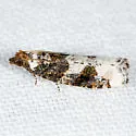 Epinotia lomonana - Hodges#3342 - Epinotia lomonana