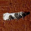 Epinotia lomonana - Hodges#3342 - photo 2