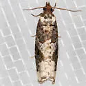 Epinotia lomonana - Hodges#3342 - photo 3