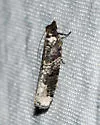 Epinotia lomonana - Hodges#3342 - photo 4