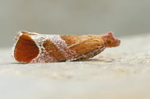 Epinotia madderana - Hodges#3290